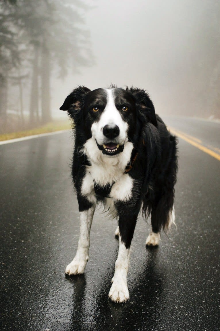 Jack, a Border Collie tested with EmbarkVet.com