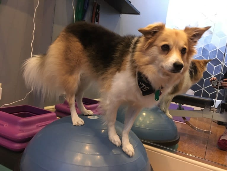 Eevee, an American Eskimo Dog and Miniature/MAS-type Australian Shepherd mix tested with EmbarkVet.com