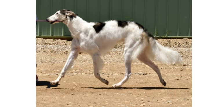 Dicah, a Borzoi tested with EmbarkVet.com