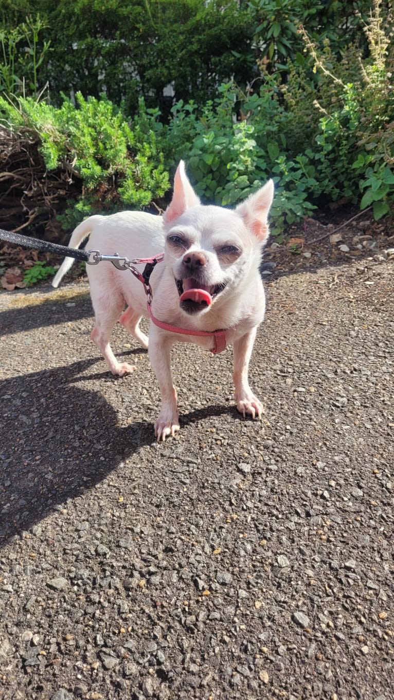 Honey, a Chihuahua and Rat Terrier mix tested with EmbarkVet.com