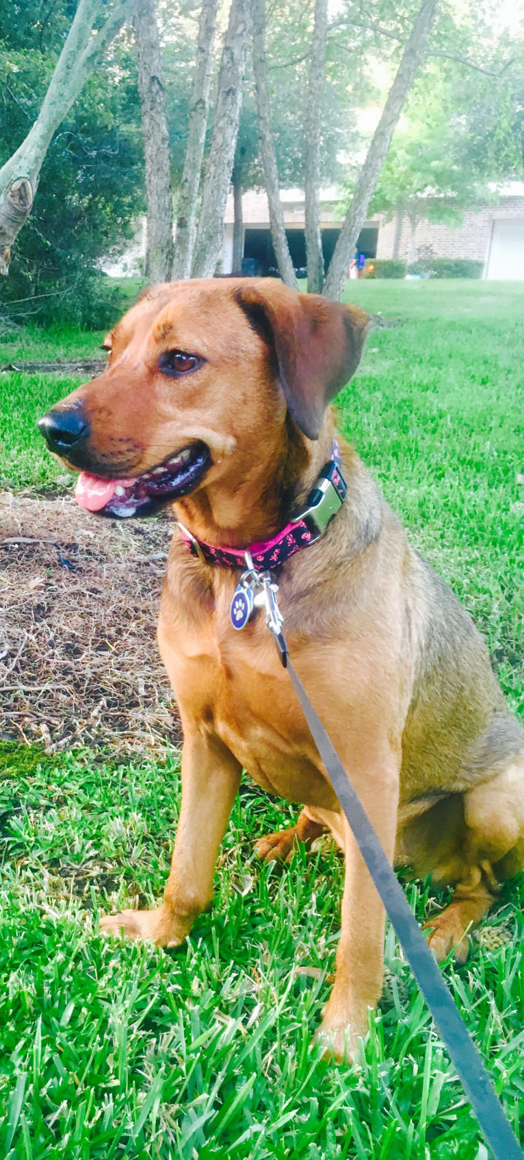 Ginger, a Rottweiler and American Pit Bull Terrier mix tested with EmbarkVet.com