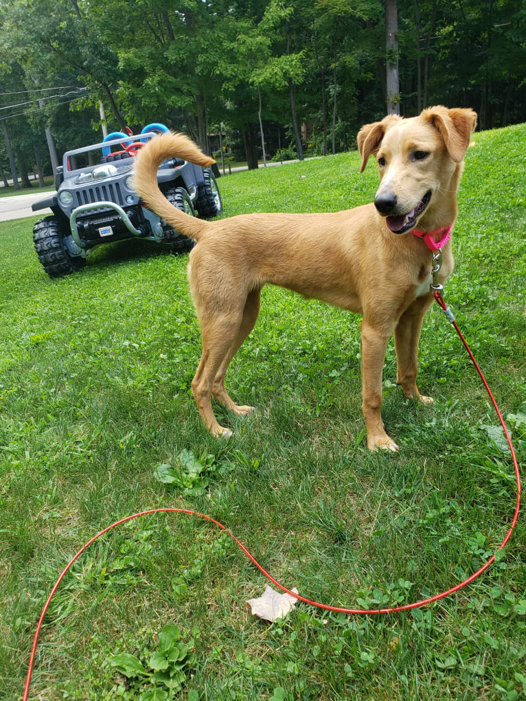 Monkey, an Arabian Village Dog tested with EmbarkVet.com