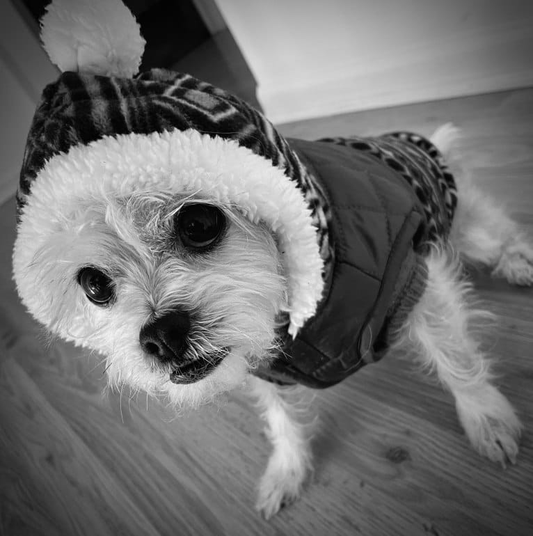 Cannoli, a Chihuahua and Lhasa Apso mix tested with EmbarkVet.com