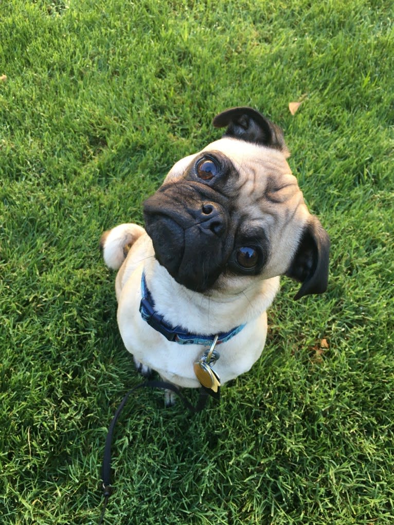 Mickey, a Pug tested with EmbarkVet.com