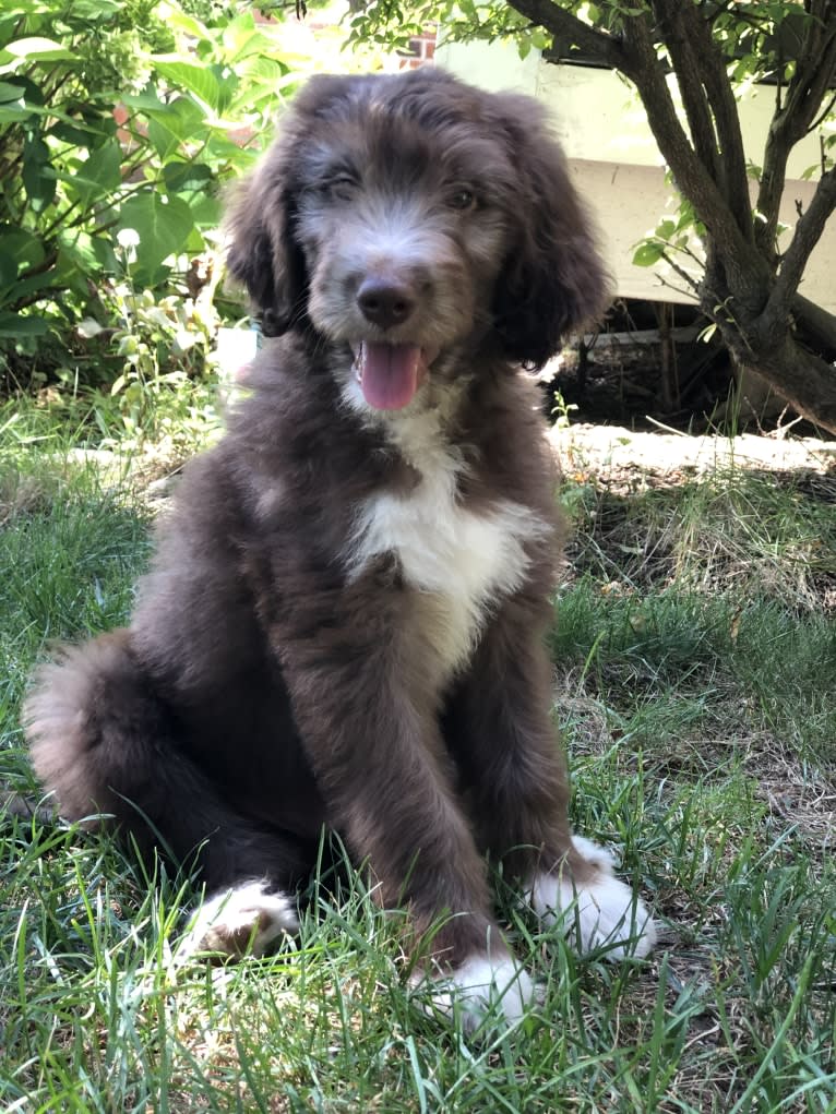 Roscoe, a Poodle (Standard) and Golden Retriever mix tested with EmbarkVet.com