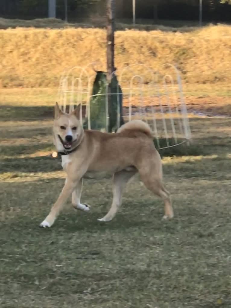 Kevin, an Akita and American Pit Bull Terrier mix tested with EmbarkVet.com