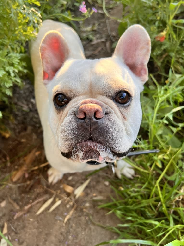 Quincy, a French Bulldog (9.4% unresolved) tested with EmbarkVet.com