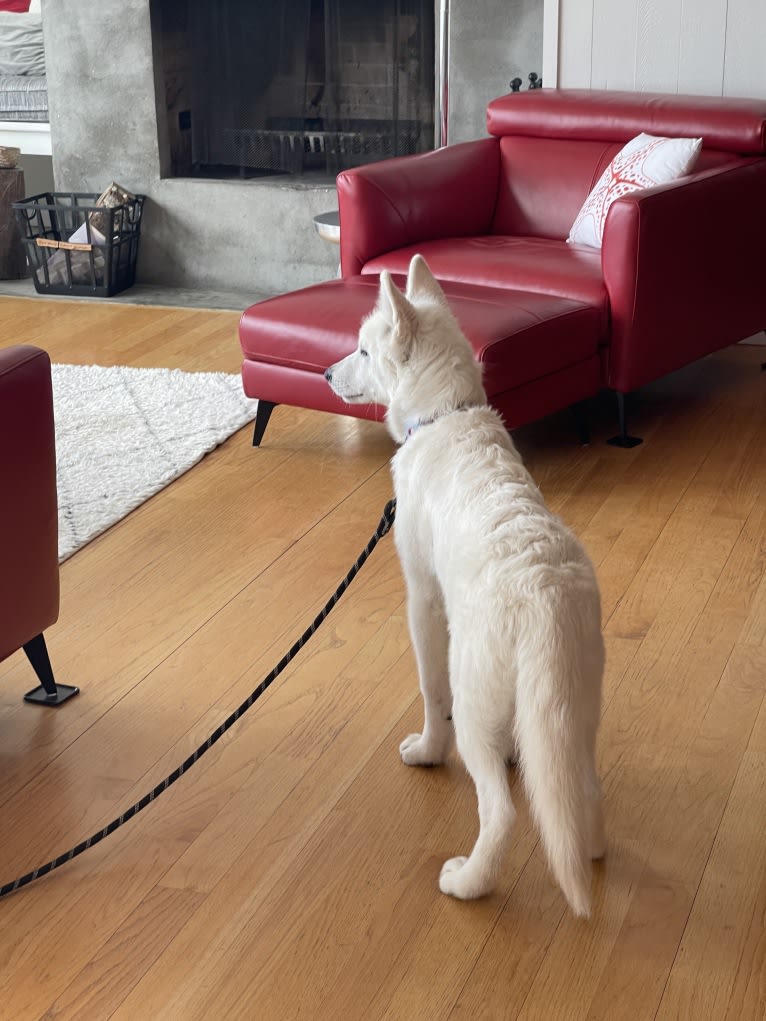 Koda a dog tested with EmbarkVet.com