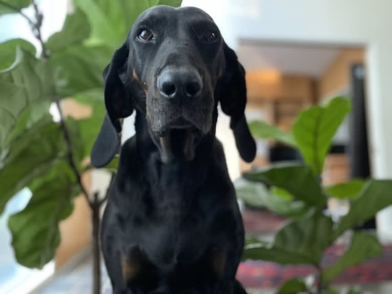 Roxy, a Black and Tan Coonhound tested with EmbarkVet.com