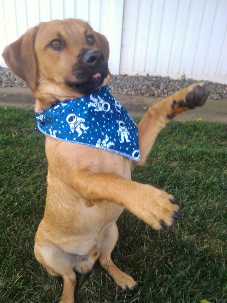 Cody, a Basset Hound and Australian Cattle Dog mix tested with EmbarkVet.com