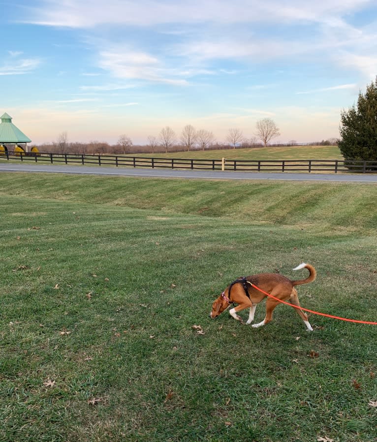 Willow, an American Foxhound tested with EmbarkVet.com