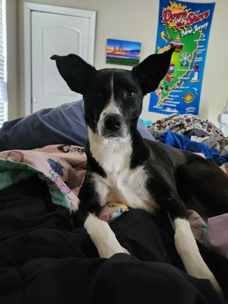 Jaci, a Rat Terrier and Collie mix tested with EmbarkVet.com