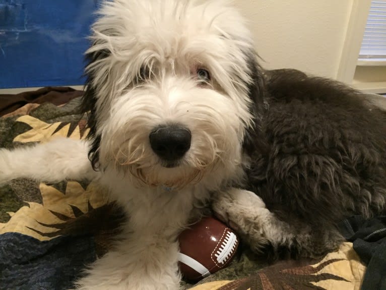 Winston, an Old English Sheepdog tested with EmbarkVet.com