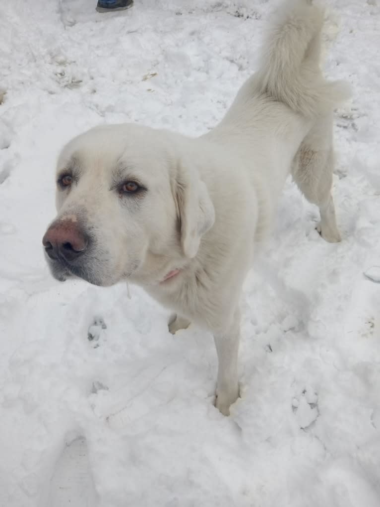 Aladdin, a Great Pyrenees tested with EmbarkVet.com