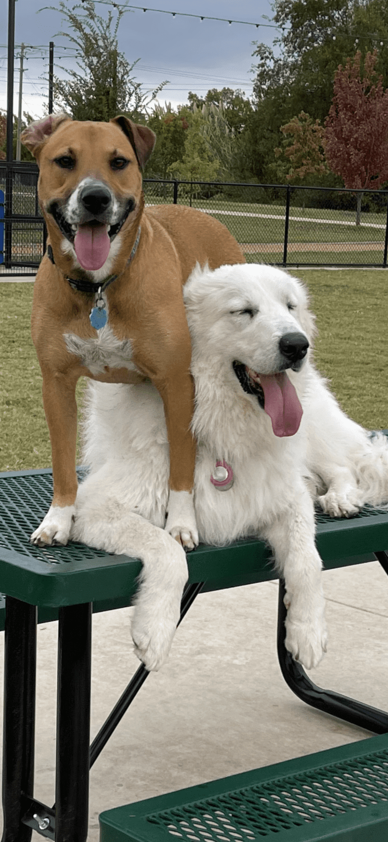 Looney “Chik’in Mini Bandit” Bear, a Great Pyrenees tested with EmbarkVet.com