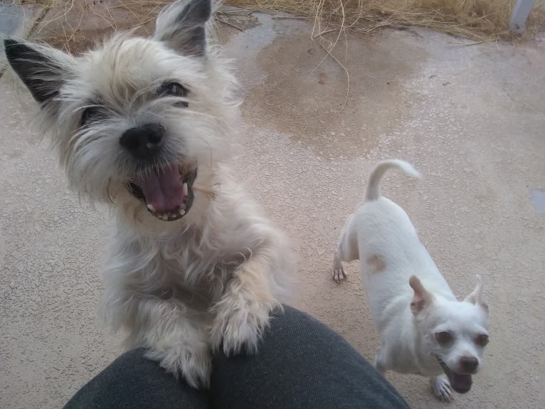 Jack Heisenberg, a Maltese and Chihuahua mix tested with EmbarkVet.com