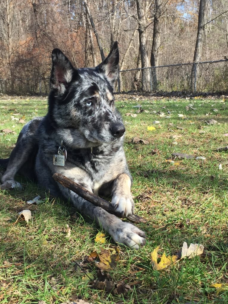 Winkee, a Catahoula Leopard Dog and Siberian Husky mix tested with EmbarkVet.com