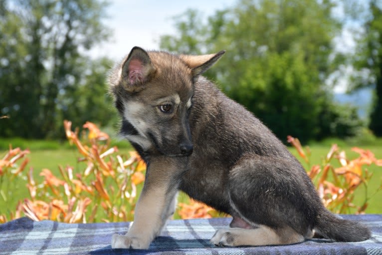 Meeko, a Czechoslovakian Vlcak and Siberian Husky mix tested with EmbarkVet.com