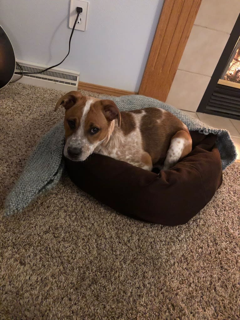 Ruby Mae, an American Pit Bull Terrier and Australian Cattle Dog mix tested with EmbarkVet.com