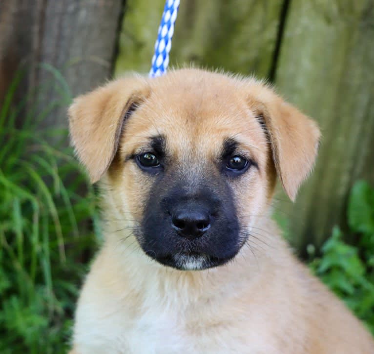 Link, a German Shepherd Dog and Boxer mix tested with EmbarkVet.com