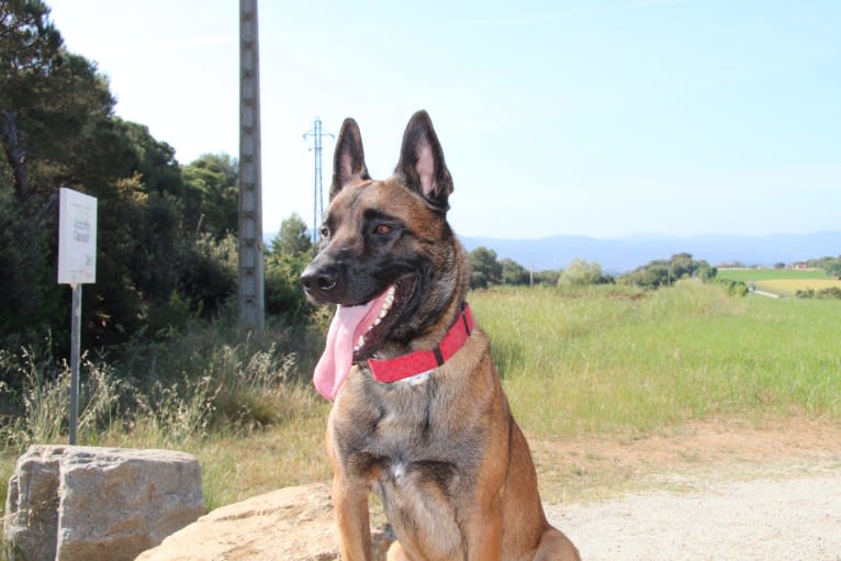 Kylar (PsychoKiller d'Hélitesport), a Belgian Shepherd tested with EmbarkVet.com