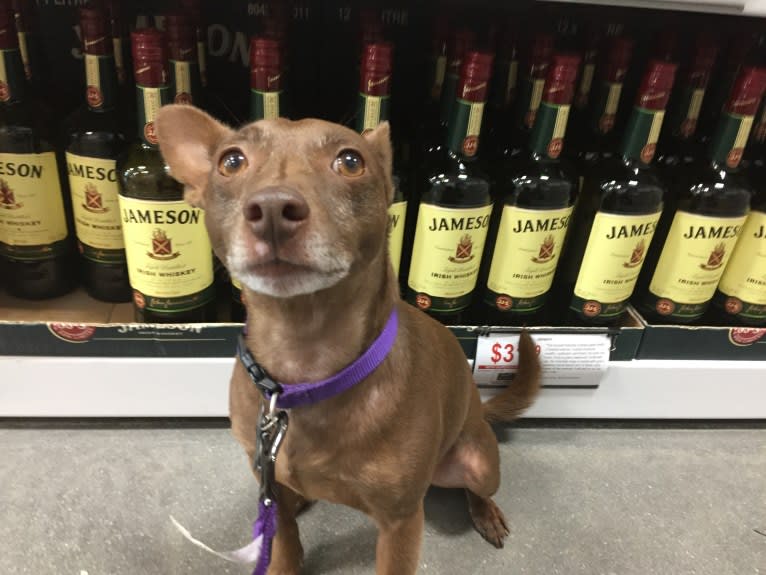 Jameson, a Rat Terrier tested with EmbarkVet.com