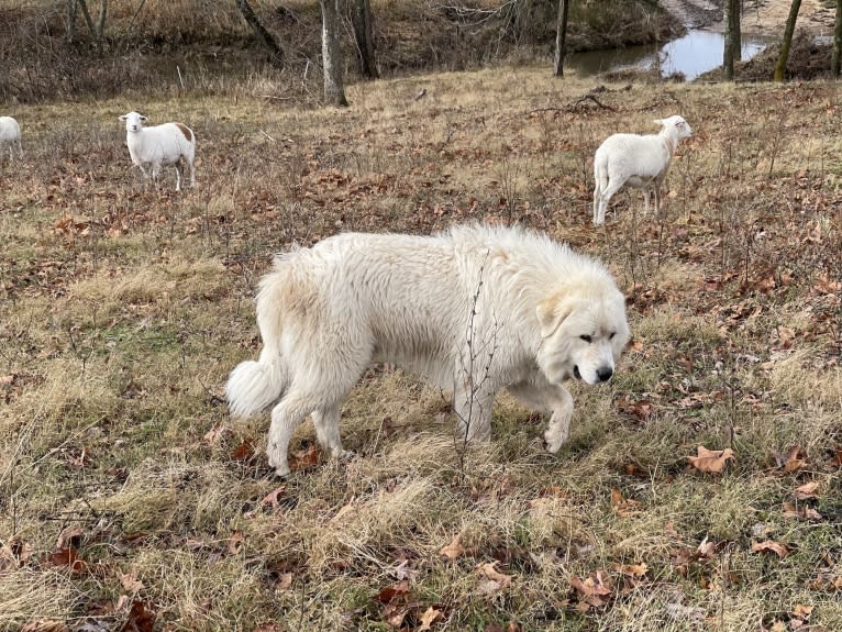 Kenai, a Great Pyrenees tested with EmbarkVet.com