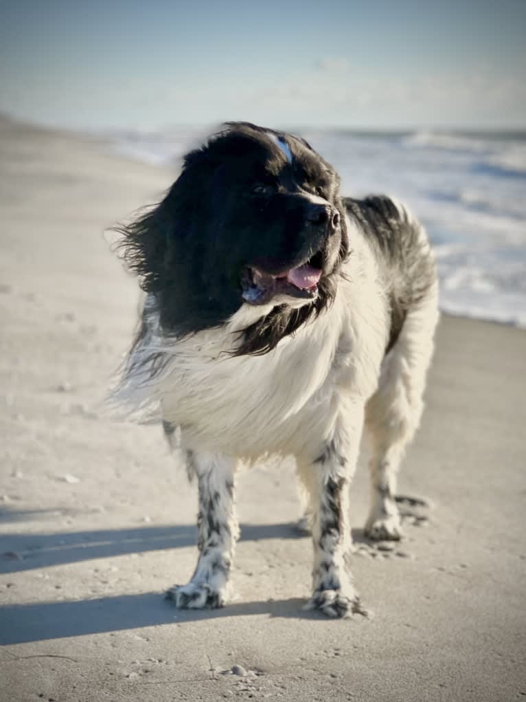 Huey, a Newfoundland tested with EmbarkVet.com