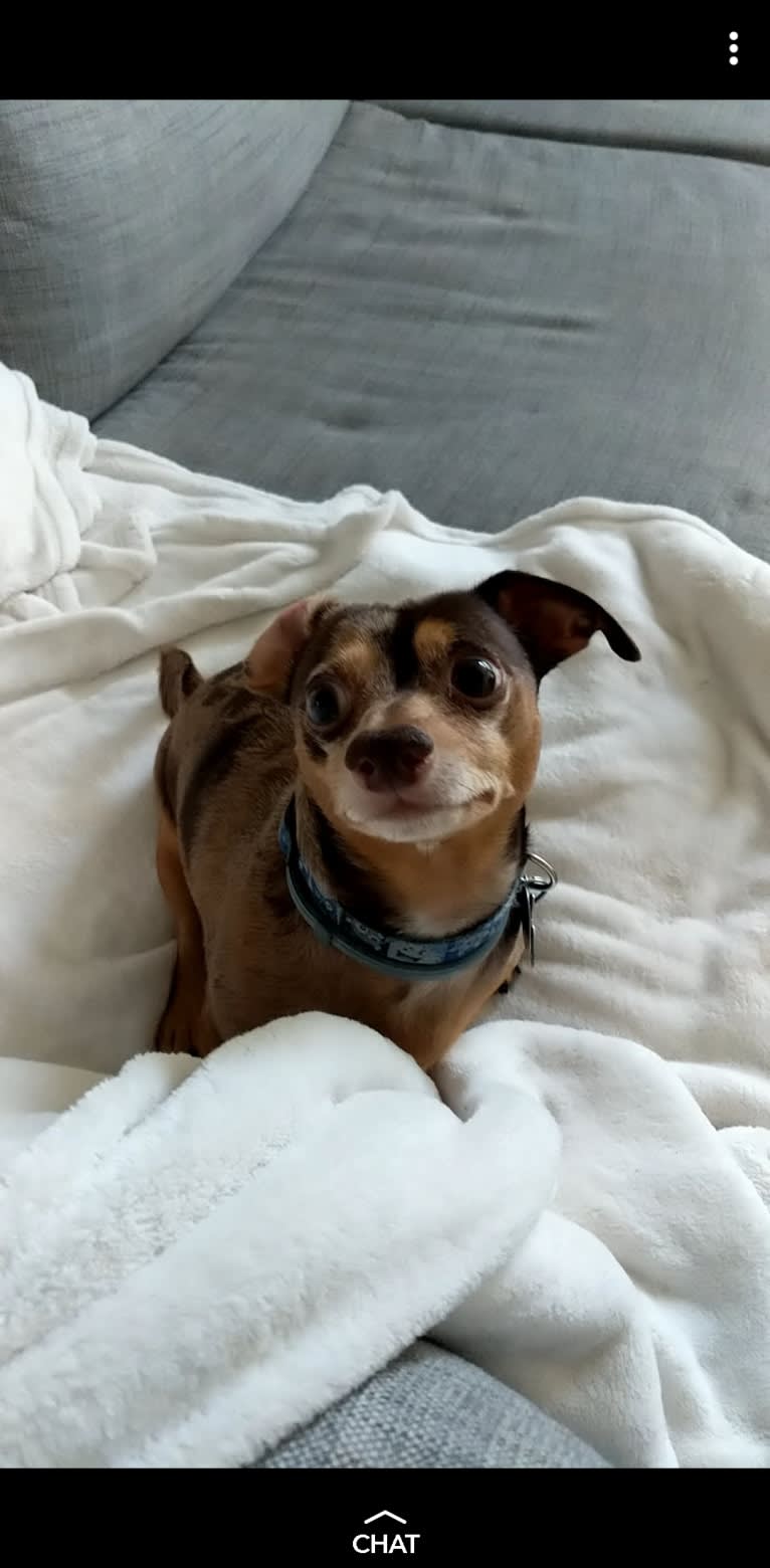 Muffin, a Chihuahua and Dachshund mix tested with EmbarkVet.com
