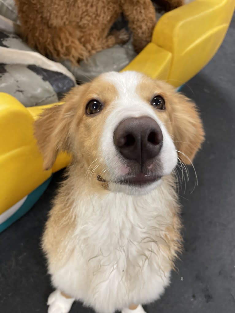 Kinley, a Bernese Mountain Dog and German Shepherd Dog mix tested with EmbarkVet.com