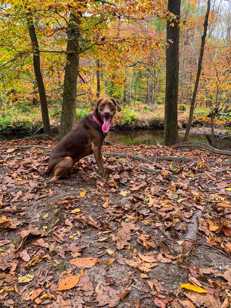 Penny, an American Pit Bull Terrier and English Shepherd mix tested with EmbarkVet.com