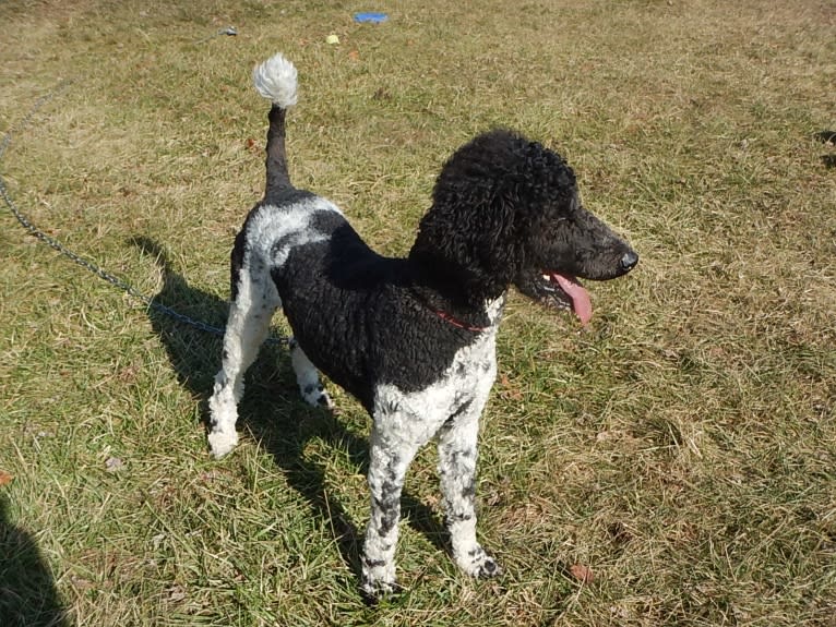 Lady, a Poodle (Standard) tested with EmbarkVet.com