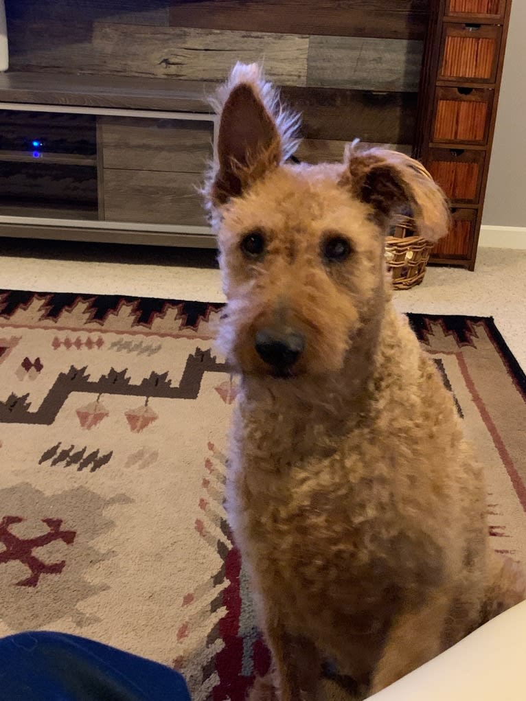 Oakley, an Irish Terrier tested with EmbarkVet.com
