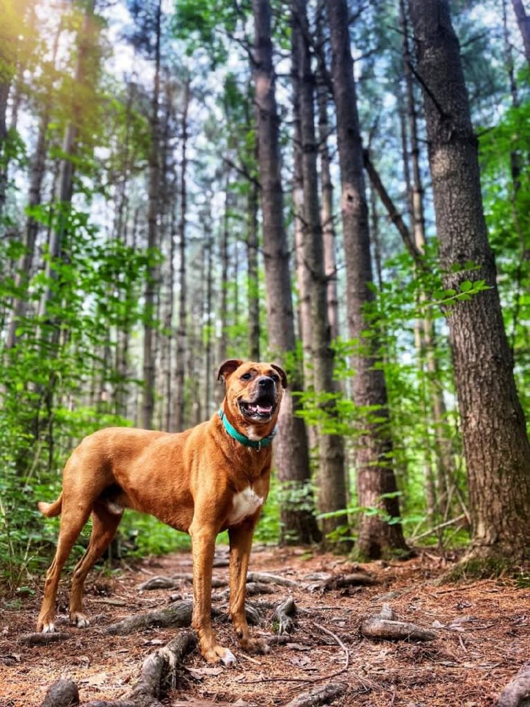 Xavi (Chavi), a Boxer and Siberian Husky mix tested with EmbarkVet.com