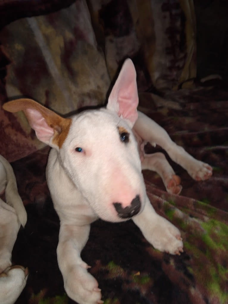 Turbo, a Miniature Bull Terrier tested with EmbarkVet.com