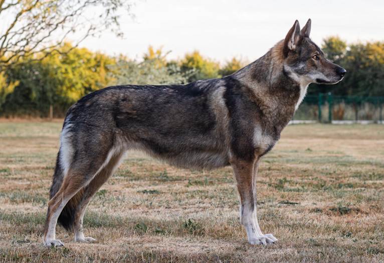 Nox a dog tested with EmbarkVet.com