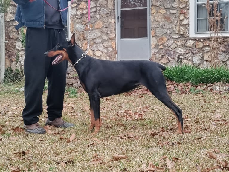 ABBY, a Doberman Pinscher tested with EmbarkVet.com