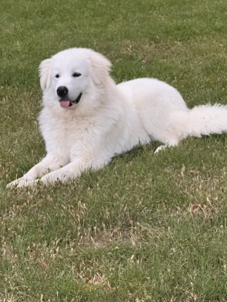 Yeti, a Great Pyrenees tested with EmbarkVet.com