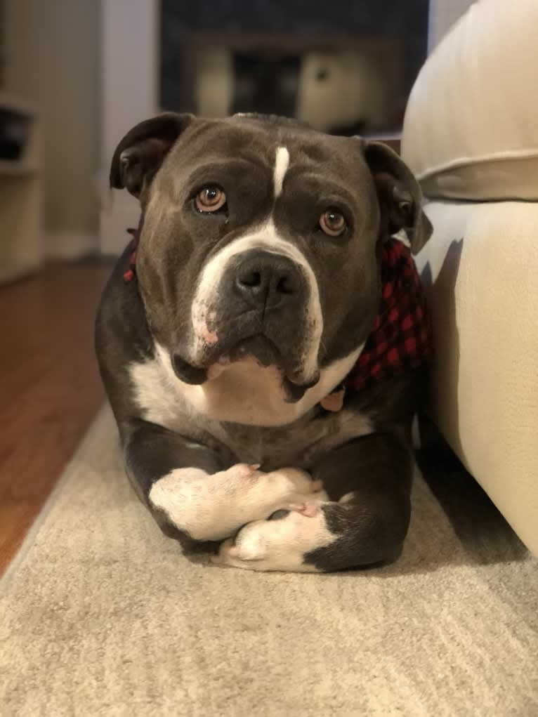 Higgins, an American Bully tested with EmbarkVet.com