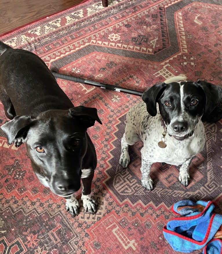 Opal, an American Pit Bull Terrier and German Shorthaired Pointer mix tested with EmbarkVet.com
