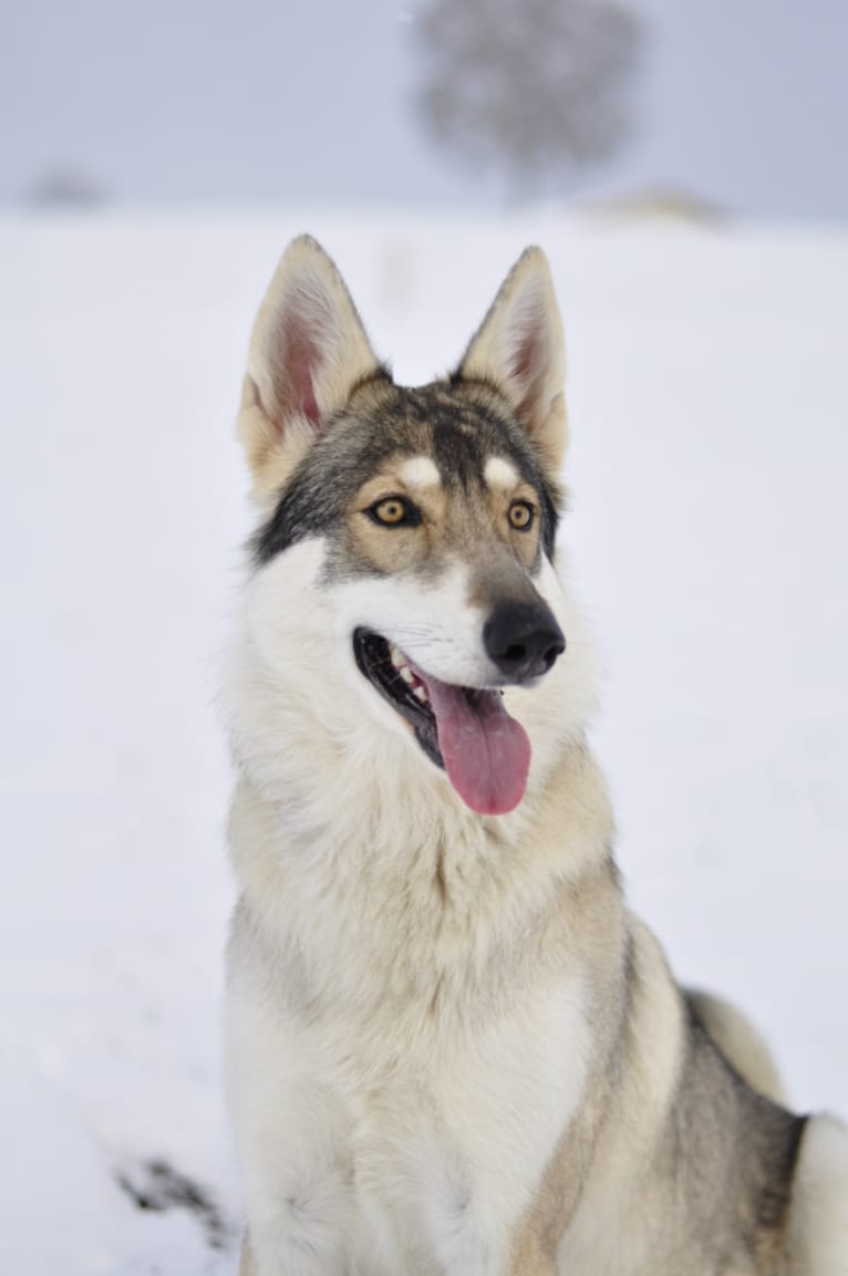Bao, a German Shepherd Dog and Siberian Husky mix tested with EmbarkVet.com