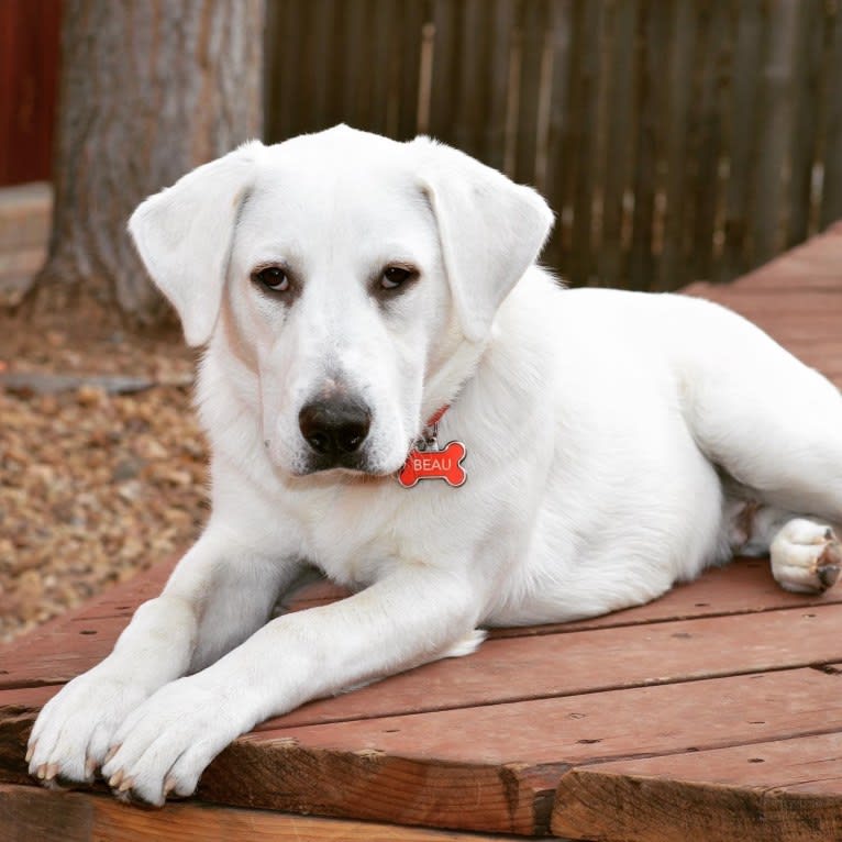 Beau, a Great Pyrenees and Golden Retriever mix tested with EmbarkVet.com