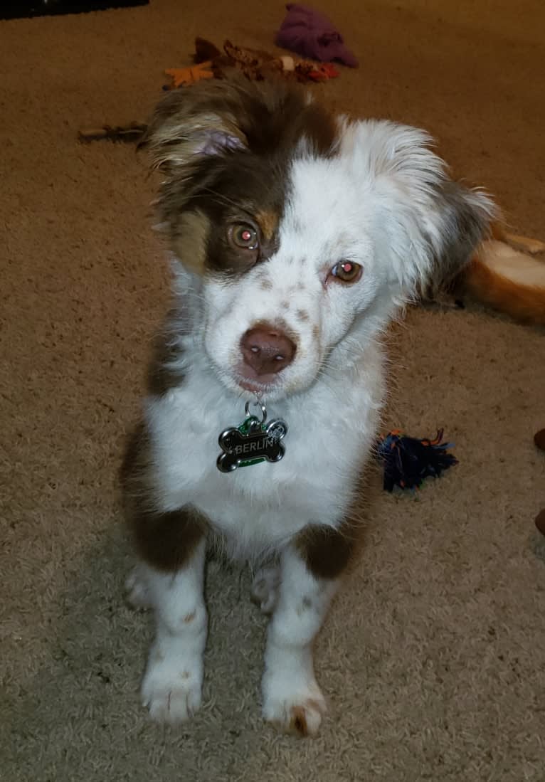 Berlin, an Australian Shepherd tested with EmbarkVet.com