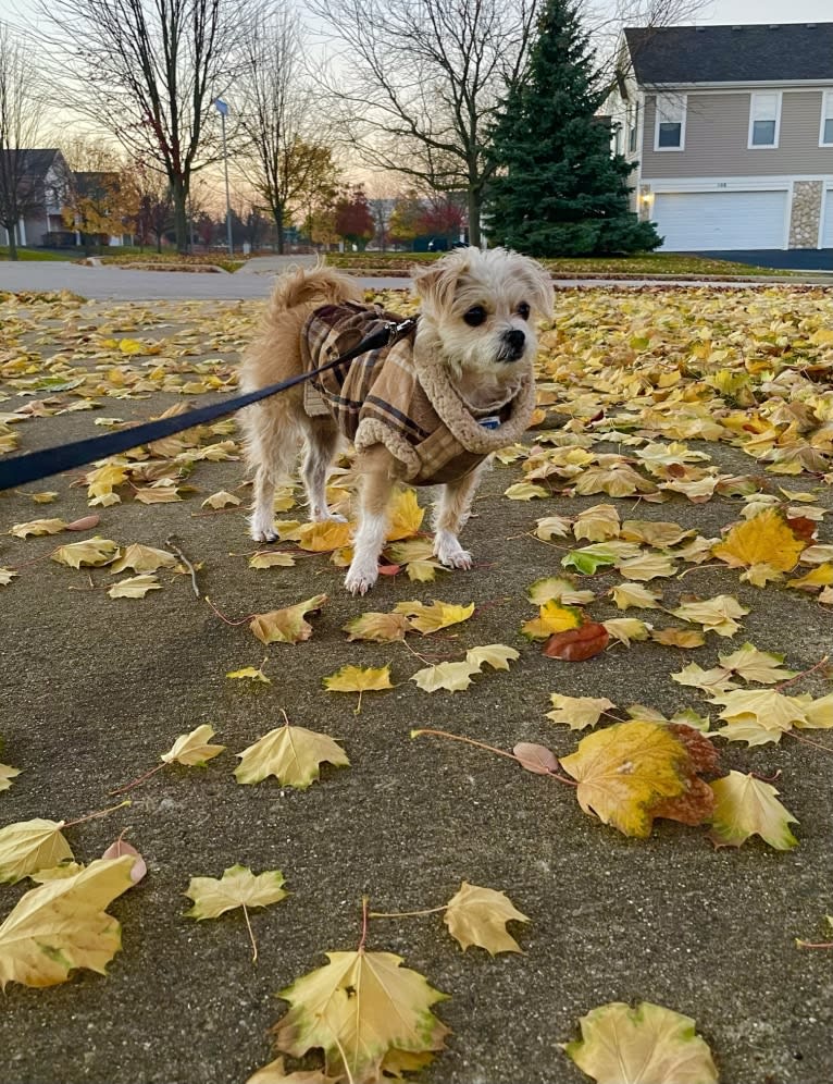 Cannoli, a Chihuahua and Lhasa Apso mix tested with EmbarkVet.com