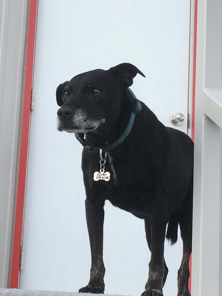 Zef, an American Pit Bull Terrier and Labrador Retriever mix tested with EmbarkVet.com