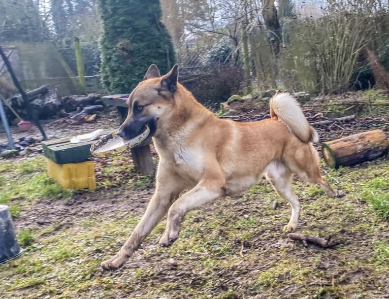 Anouk, a Yakutian Laika and Akita Inu mix tested with EmbarkVet.com