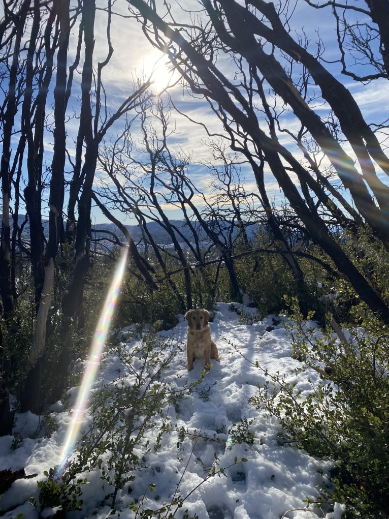 Echo, a Golden Retriever and Labrador Retriever mix tested with EmbarkVet.com