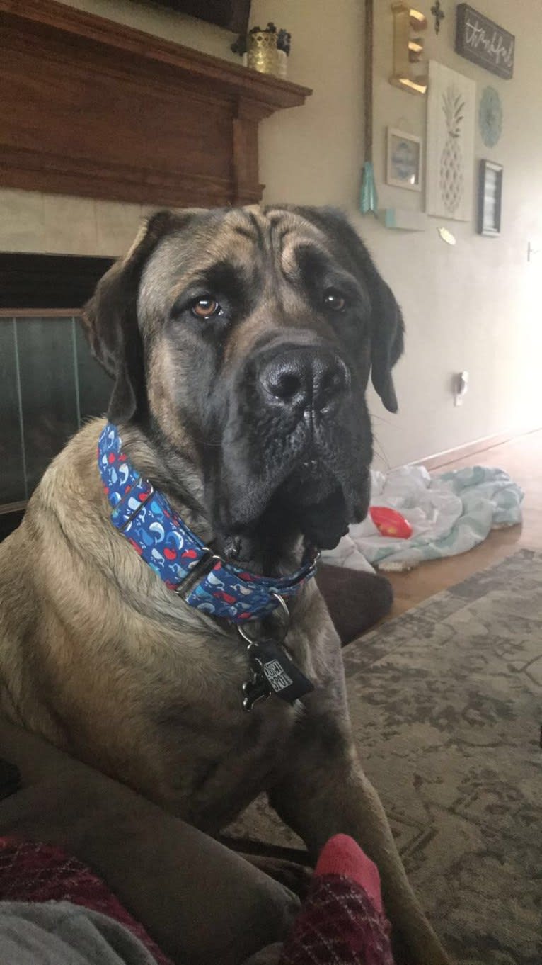 Kosar, a Mastiff tested with EmbarkVet.com