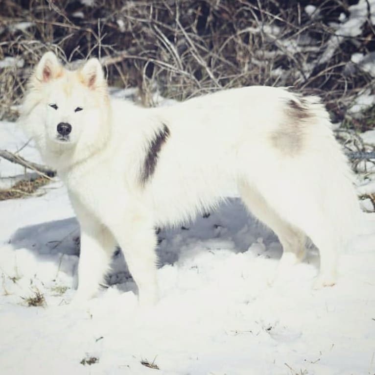 Crazy Loki, a Siberian Husky and Chow Chow mix tested with EmbarkVet.com