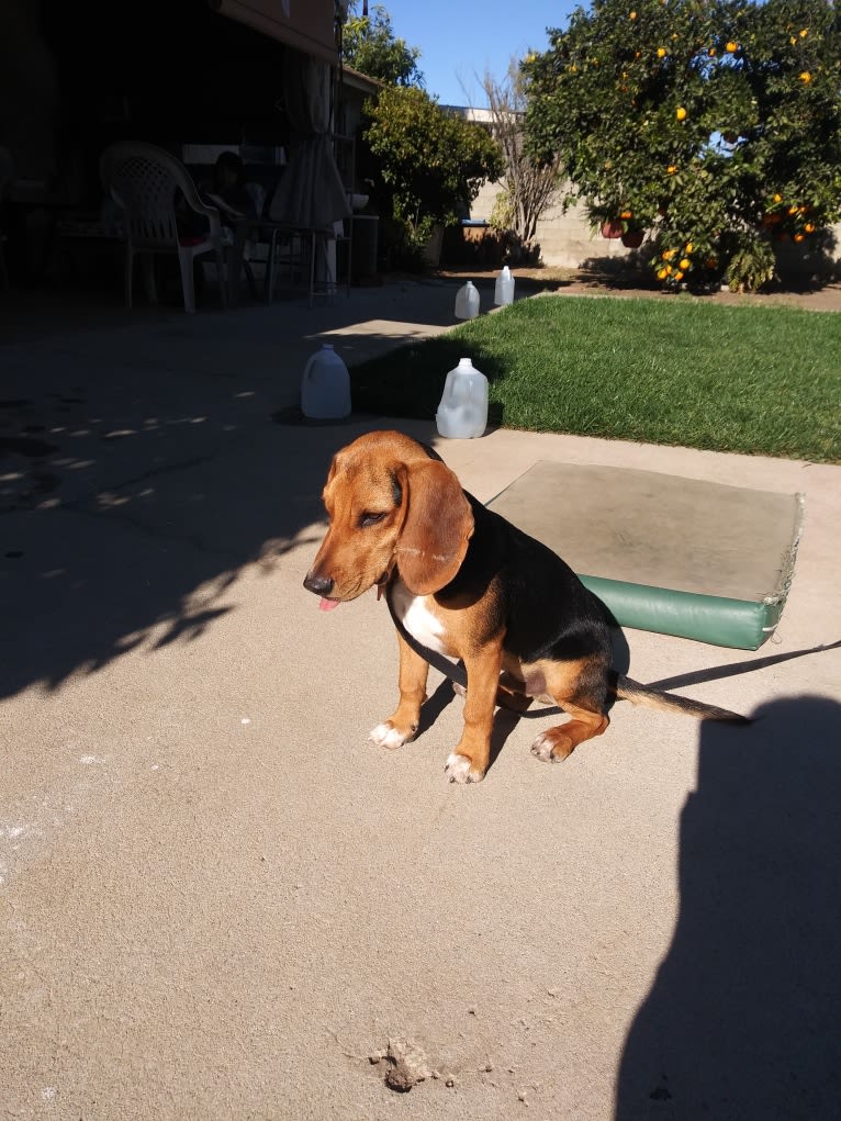 Sparky, a Beagle (8.8% unresolved) tested with EmbarkVet.com